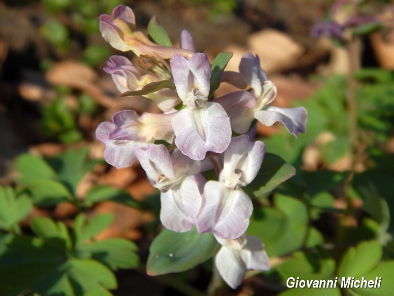 Corydalis cava